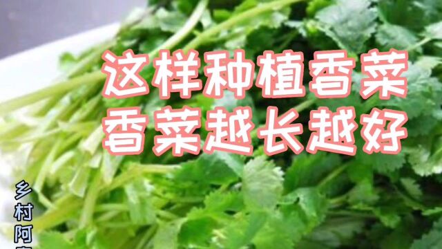 农村香菜贵,你会种吗?快来学学这些种植方法吧!