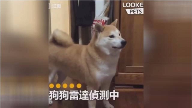 逗比秋田犬被女主人耍的团团转,爆笑动物搞笑逗乐