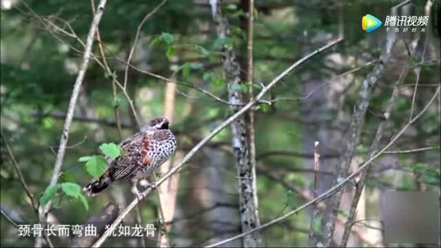 这就是所指的“天上龙肉”,虽想试一下是什么味道,还是不吃的好