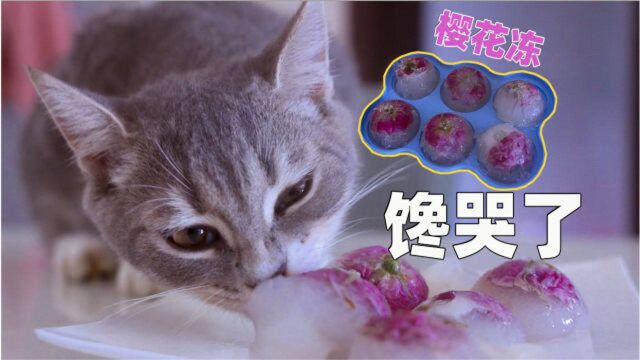 主人又双叒叒给猫做樱花冻,吃出恋爱的感觉?猫:我可以吃6个!