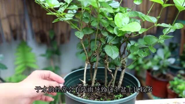 你真的会养茉莉花吗?看看吧,别养残了