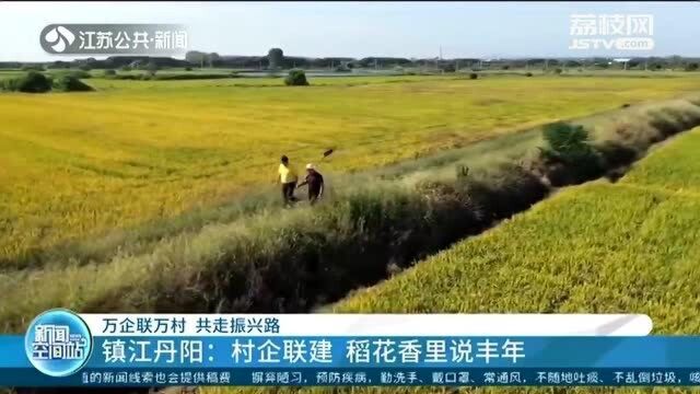 万企联万村 共走振兴路 镇江丹阳:村企联建 稻花香里说丰年