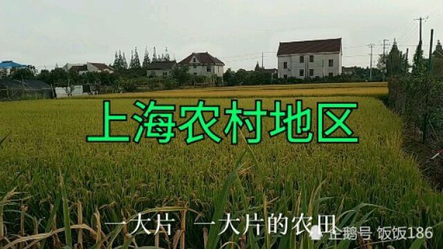 实拍上海农村地区,大上海的农村有哪些与众不同?一起来看看吧