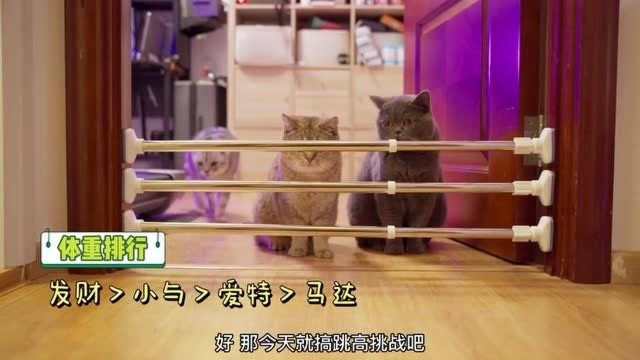 猫咪胖就一定跳不起来吗?