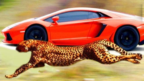 4种比跑车还快的动物，军舰鸟时速418公里，猎豹加速快于跑车？