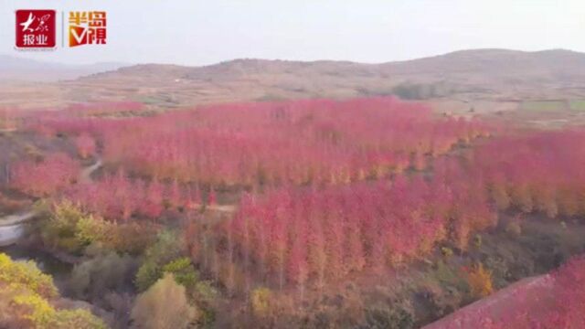 霜叶红于二月花!俯瞰碧水红枫,即墨最美的“枫”景在这里