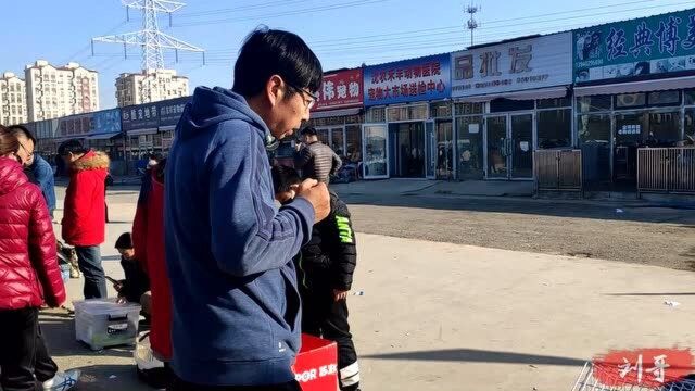 实拍宠物市场:巨贵犬要价八千,这条捷克狼犬怎么样,小鹿犬也穿上了衣服