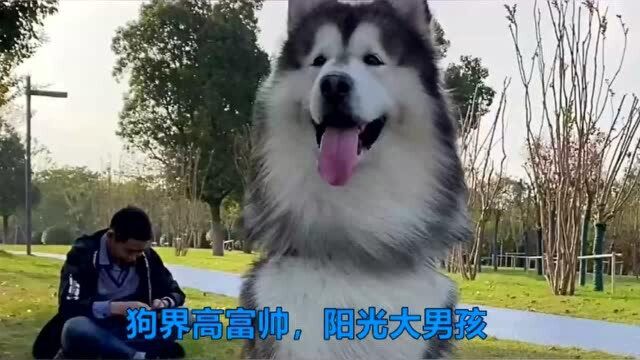 阿拉斯加犬不愧是狗中的高富帅,阳光帅气,双眼皮大男孩!