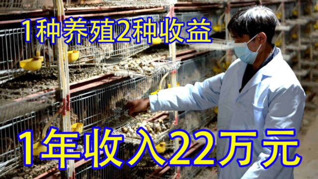 1种养殖2种收益,成本4元1只年收入22万元,好养殖成本低