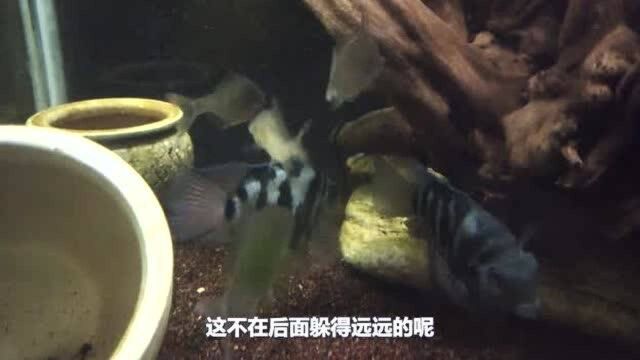 入缸3天的大眼贼长臂虾,手撕大他6倍体积的棒花鱼,估计虎鱼都不是对手