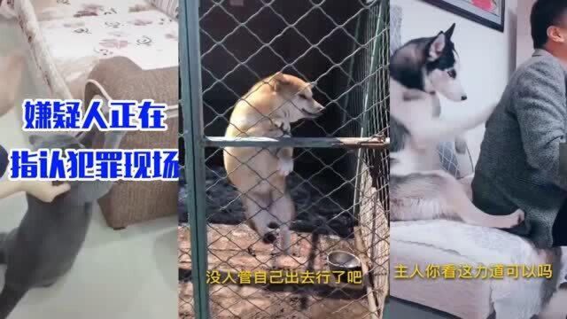 搞笑动物:沙发被拆案终于水落石出了,原来是这只黑猫拆的!