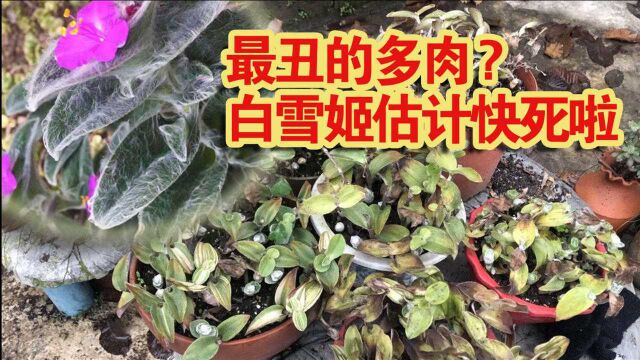 本以为白雪姬是奇怪的多肉品种,结果是多年生草本植物