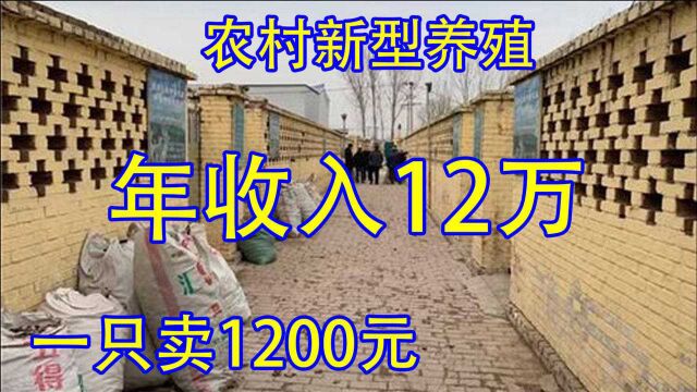 农村新型养殖行业,养100只年入4万12万元,1200元1只,参考下