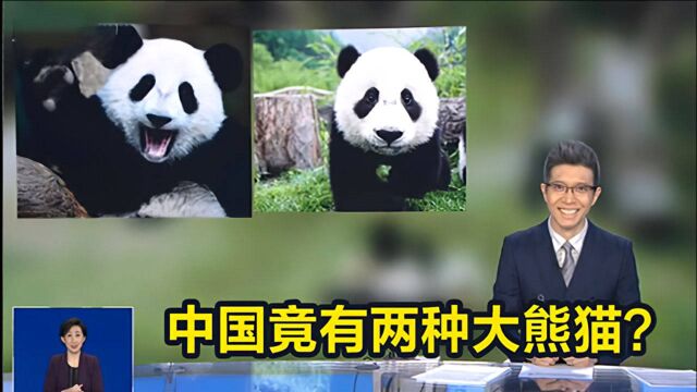 中国其实有2种大熊猫,30万年从未来往:一种像熊,一种像猫!