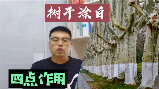 到了冬天给行道树和果树涂白,不是为了保暖!这4点好处更真实