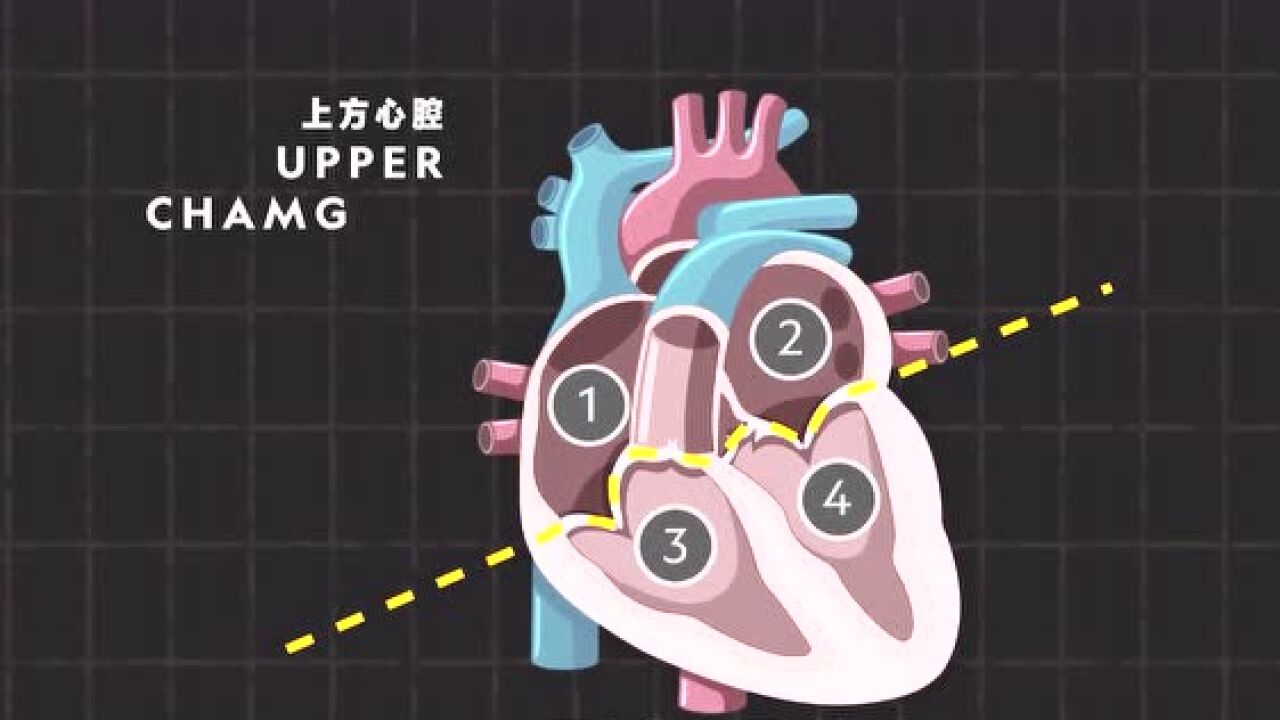 心脏每天跳动多达10万次!你了解自己的心脏结构和作用么?