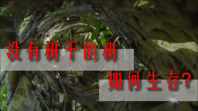 一棵绞杀宿主的“寄生树”,为何能够成为热带雨林的大功臣?