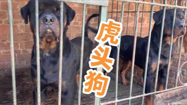 十大护卫犬之首“罗威纳”,这气质彻底征服了我,称为狗界美男子