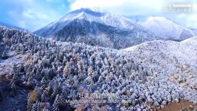 蜀山之王——贡嘎山,珍稀动物,壮美风景一览