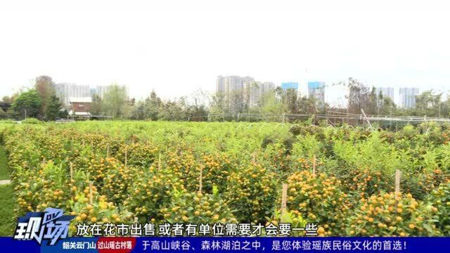 佛山:花市关闭年桔滞销 政府企业联合助力网售