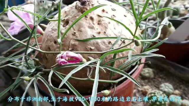 多肉植物鹤鲁牵牛