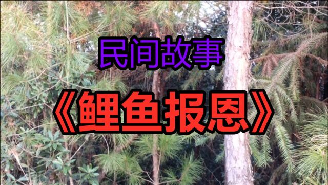 民间故事:《鲤鱼报恩》庄林救了一只大鲤鱼