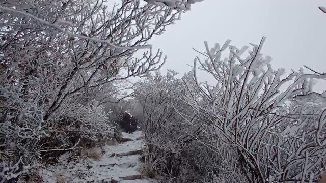 高山上的雪松雾凇景观,大自然的巧夺天工