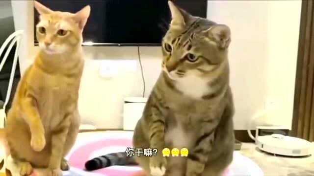 橘猫:不许你碰它!狸花猫有本喵可爱吗!