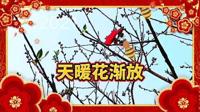 上联:天暖花渐放 下联:友请?