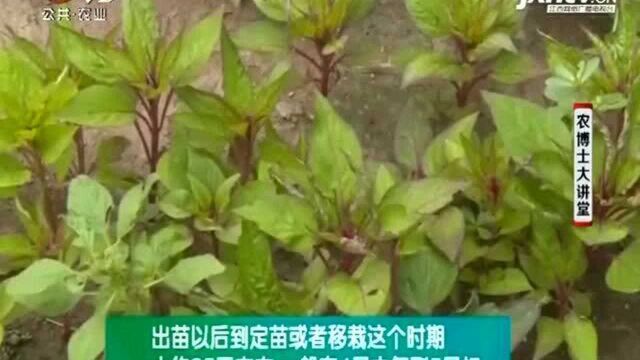 鸡冠花的苗期一般为25天左右 要进行中耕松土要浅 一次就可以