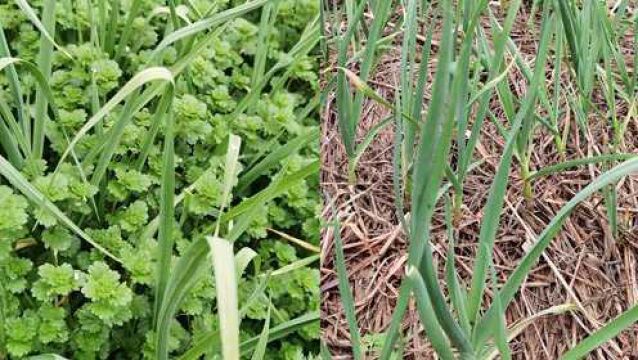 农村种大蒜有讲究稻草是关键,天然除草剂不花一分钱,厉害了