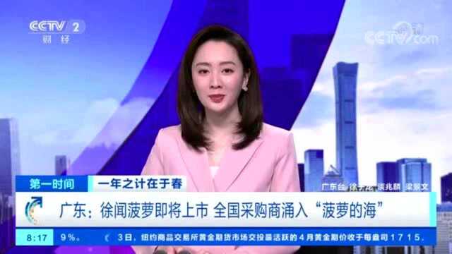 菠萝涨价,冲上热搜!全国采购商纷纷涌入“菠萝的海”