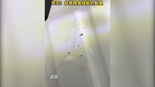 能被一眼“看透”,你知道这是什么鱿鱼吗?