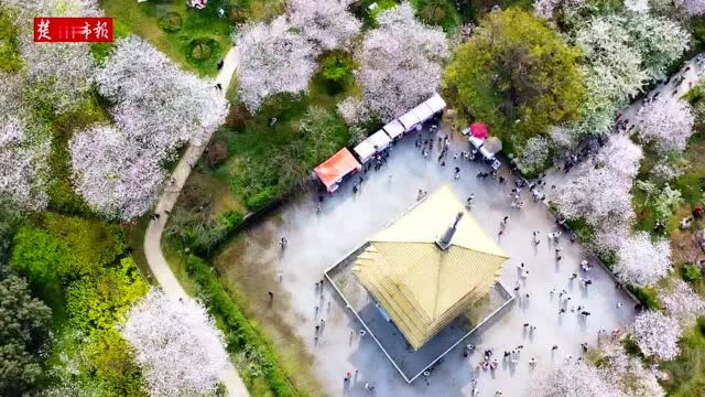 【视频】东湖樱园落樱缤纷,空中俯瞰灿若云霞