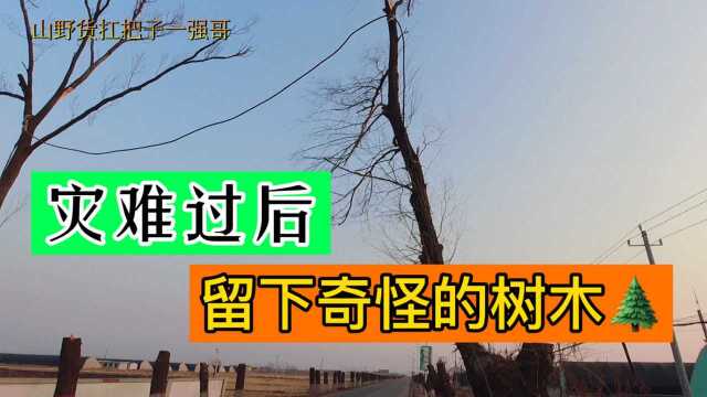 2020年罕见冰灾损失极其严重,如今路两边的画面依然让人心酸