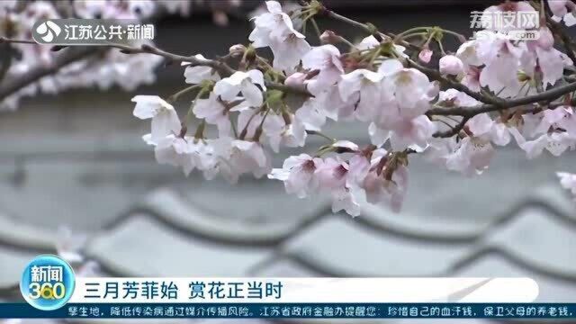 无锡拈花湾成网红热门打卡地!一步一景风格独特 游客尽享三月天