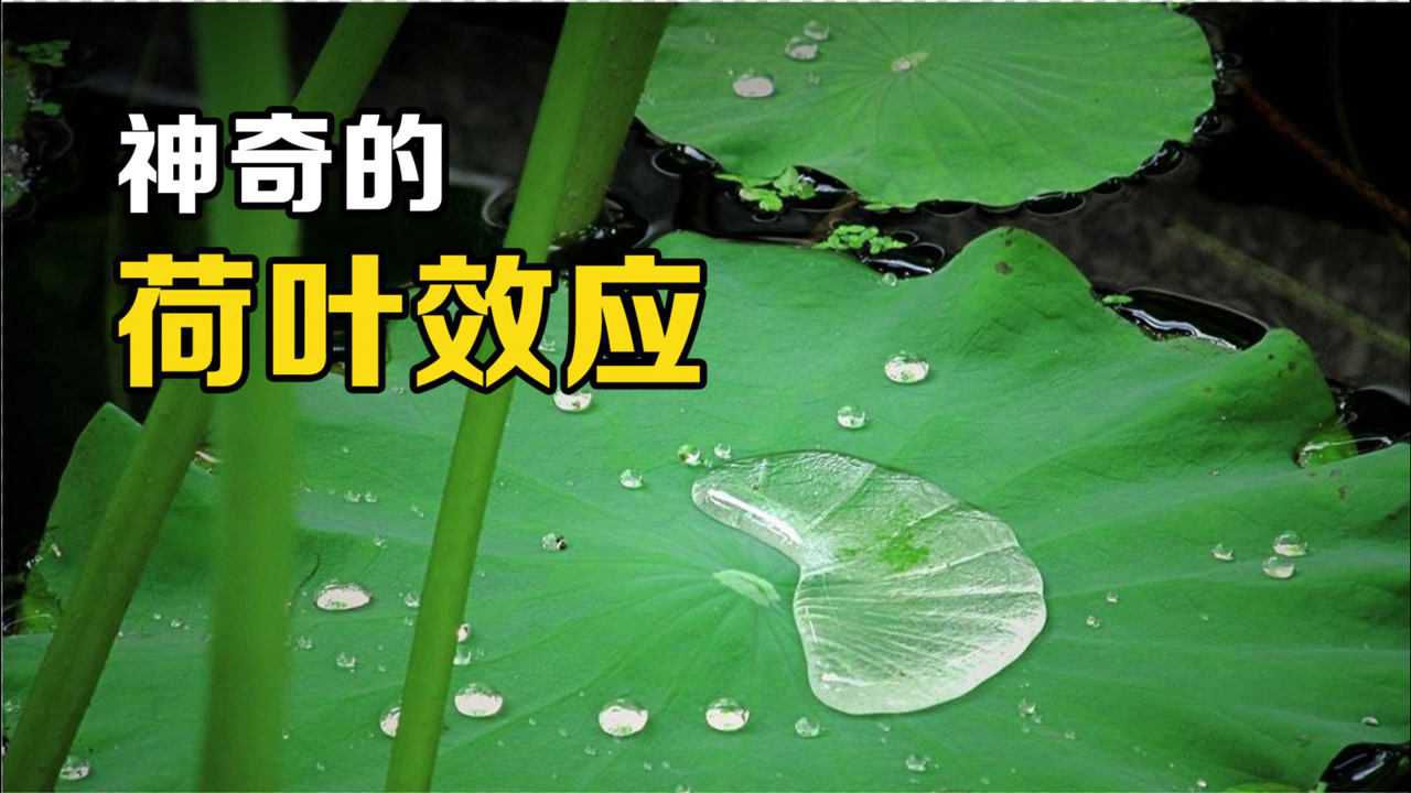 荷叶效应是什么?将叶片放大500倍,找到了它“不沾水”的原因