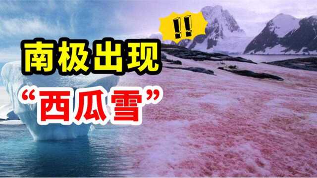 南极再次出现“西瓜雪”,它是如何产生的?人类真的该警惕了