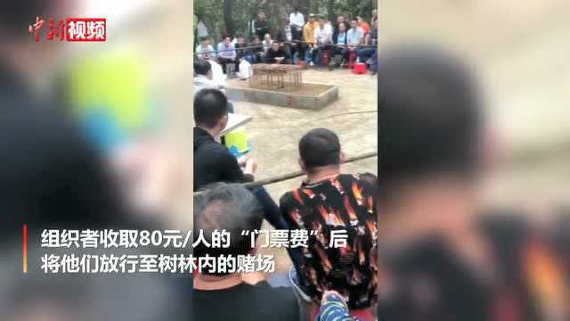 某爱鸟协会成员用画眉鸟斗鸟赌博?警方:3人已被刑拘