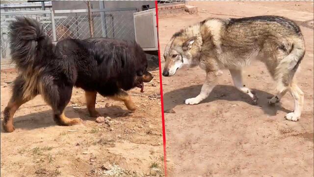 狼和藏獒谁更厉害?藏獒看见狼王,霸气外露不把狼放在眼里!