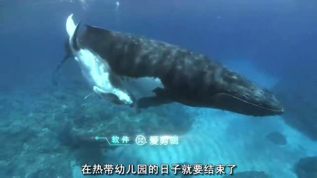 912小鲸鱼终于要离开浅海幼儿园了