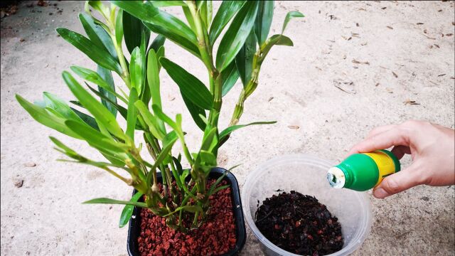 栽种石斛兰,植料先用这种水泡一泡,服盆长新根更快