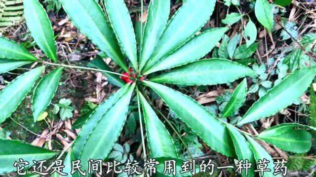 山里常见“朱砂根”是种药材,很多人却当盆栽,这些价值你可知?