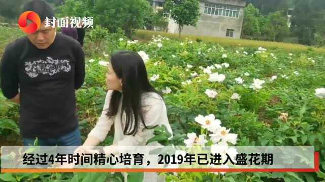 绵阳游仙区百亩牡丹园 每天吸引2000市民近郊游|寻味乡村里的四川