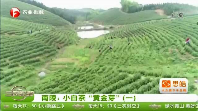 南陵:小白茶“黄金芽”(一)