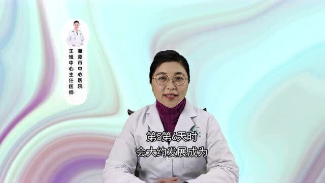 什么是囊胚?生殖医生给出了明确答复,一次性说清楚