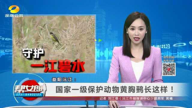 (守护一江碧水)益阳沅江:国家一级保护动物黄胸鹀长这样! 永州宁远:珍稀猕猴桃,你见过吗?