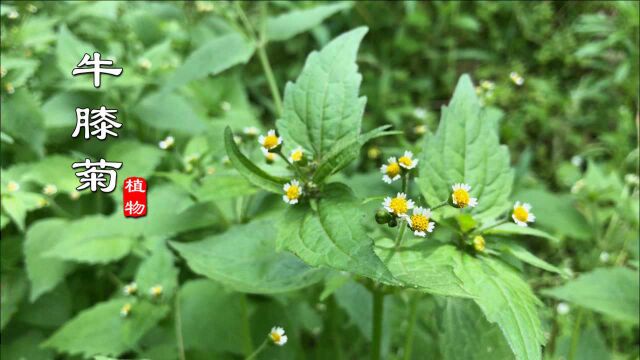 农村常见杂草“牛膝菊”,原来有大用途!野外还能应急用,知道吗