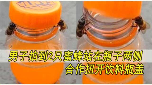 还有这种操作?男子拍到2只蜜蜂站在瓶子两侧,合作扭开饮料瓶盖