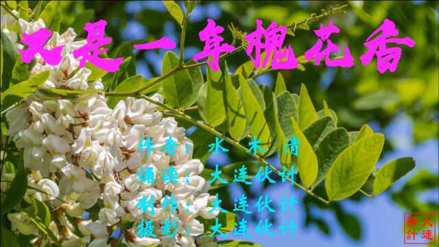 美文欣赏《又是一年槐花香》 作者:水木清 诵读:大连伙计